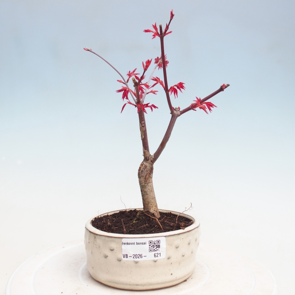Kültéri bonsai - Acer palmatum DESHOJO