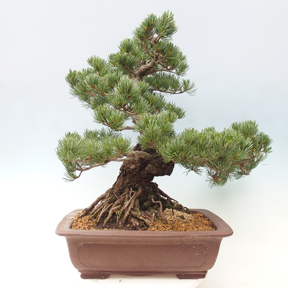 Kültéri bonsai - Pinus parviflora - Pinus parviflora