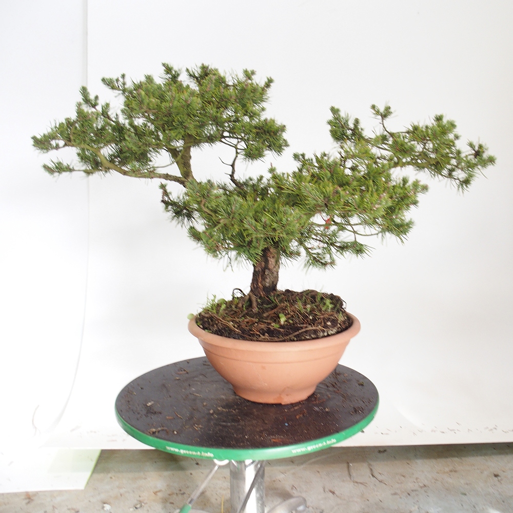 Yamadori - Pinus sylvestris Spanyolország