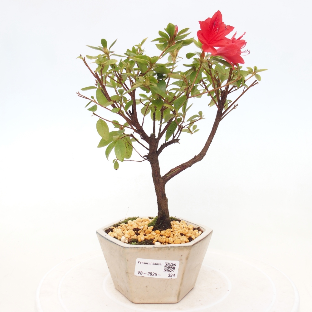 Kültéri bonsai - japán azálea - Azalea sp.