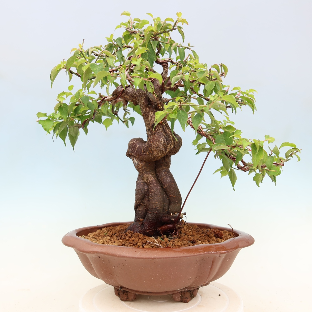 Kültéri bonsai – Japán barack – Prunus Mume