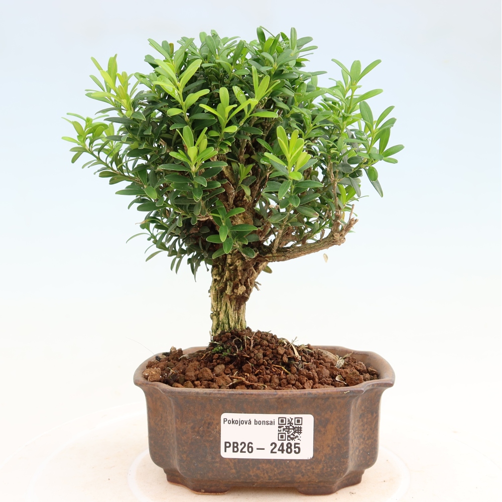 Szobai bonsai - Buxus harlandii - parafa buxus