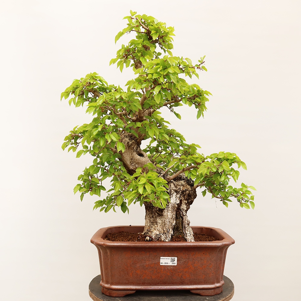 Kültéri bonsai -Carpinus Coreana - Koreai gyertyánfa