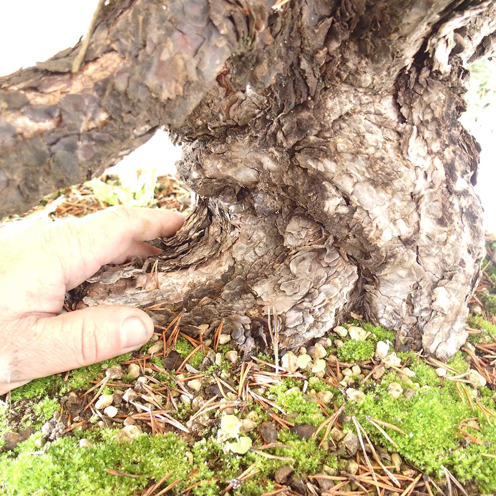 Yamadori - Pinus sylvestris Spanyolország