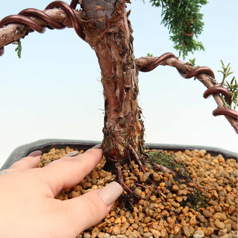 Kültéri bonsai - Juniperus chinensis Kishu