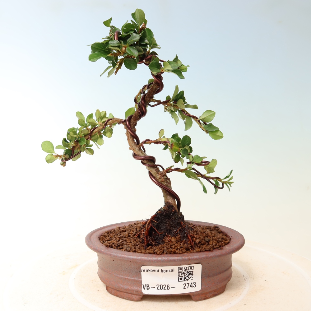 Kültéri bonsai - Cotoneaster horizontalis - Rocky Mountain