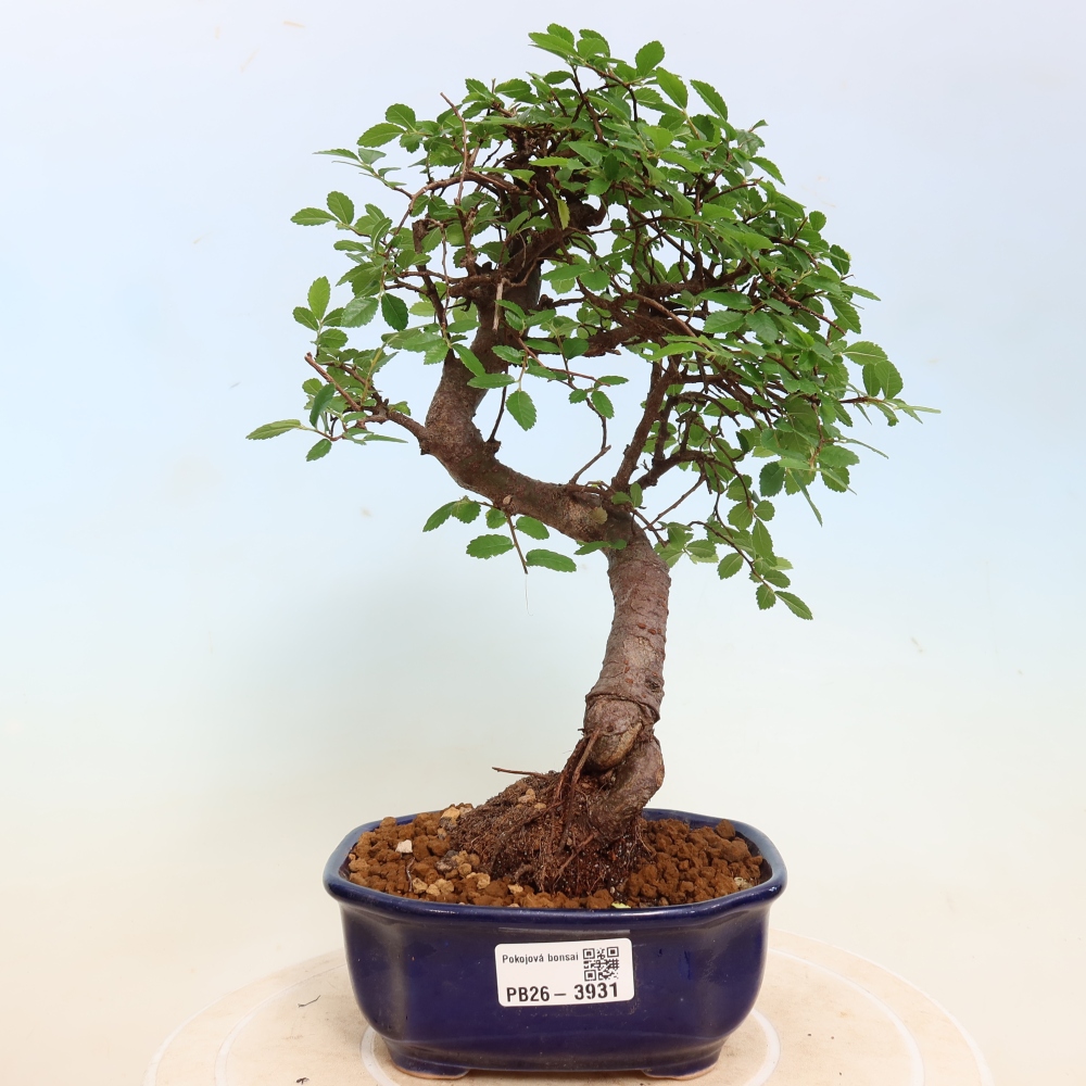 Szobai bonsai - Ulmus parvifolia - Kislevelű szilfa