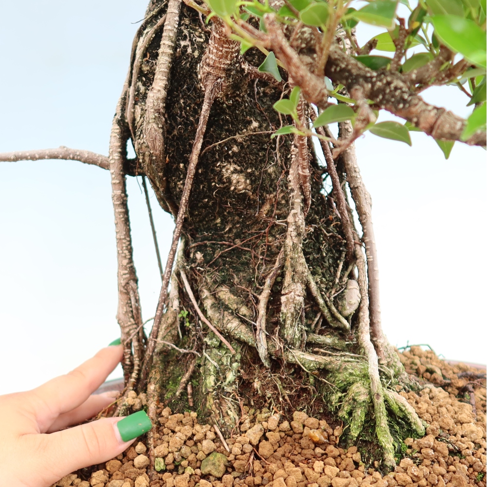 Szobai bonsai - Ficus kimmen - kislevelű fikusz