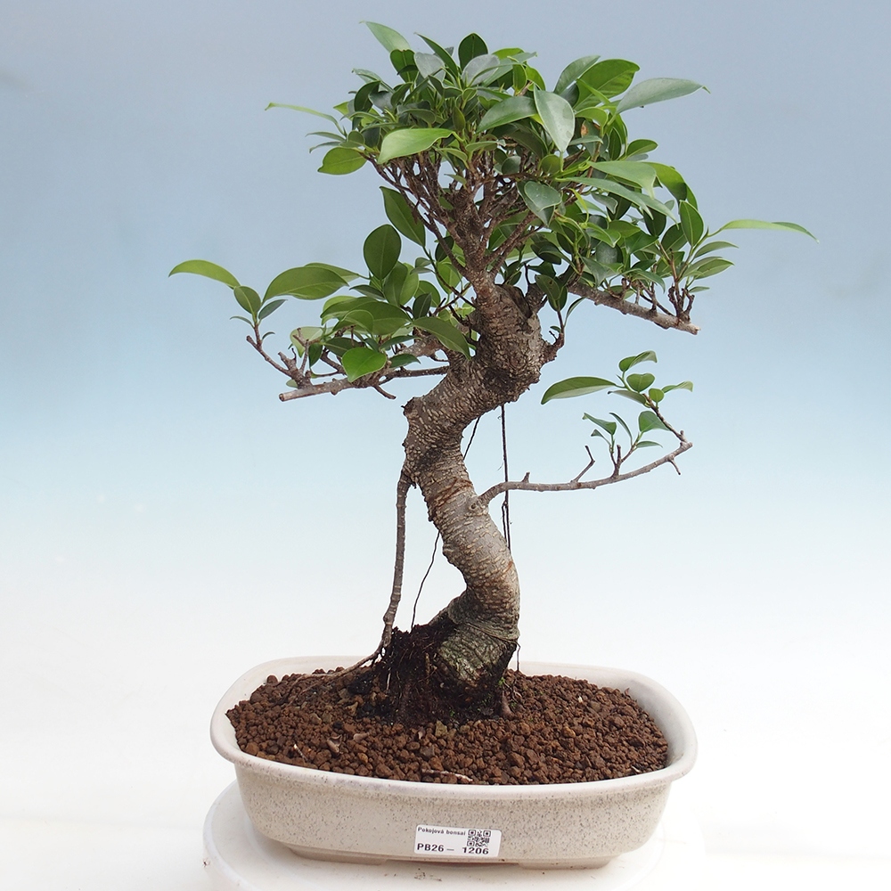 Szobai bonsai - Ficus kimmen - kislevelű fikusz