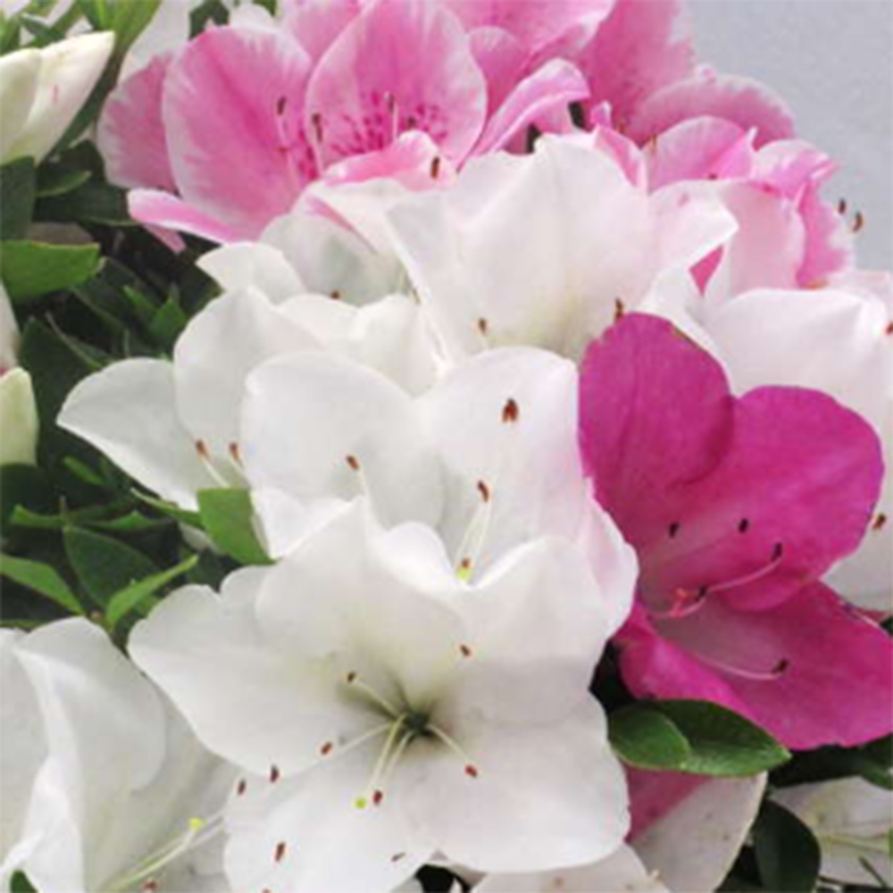 Kültéri bonsai - Japán azálea - Azalea Ai-no-Tsuki