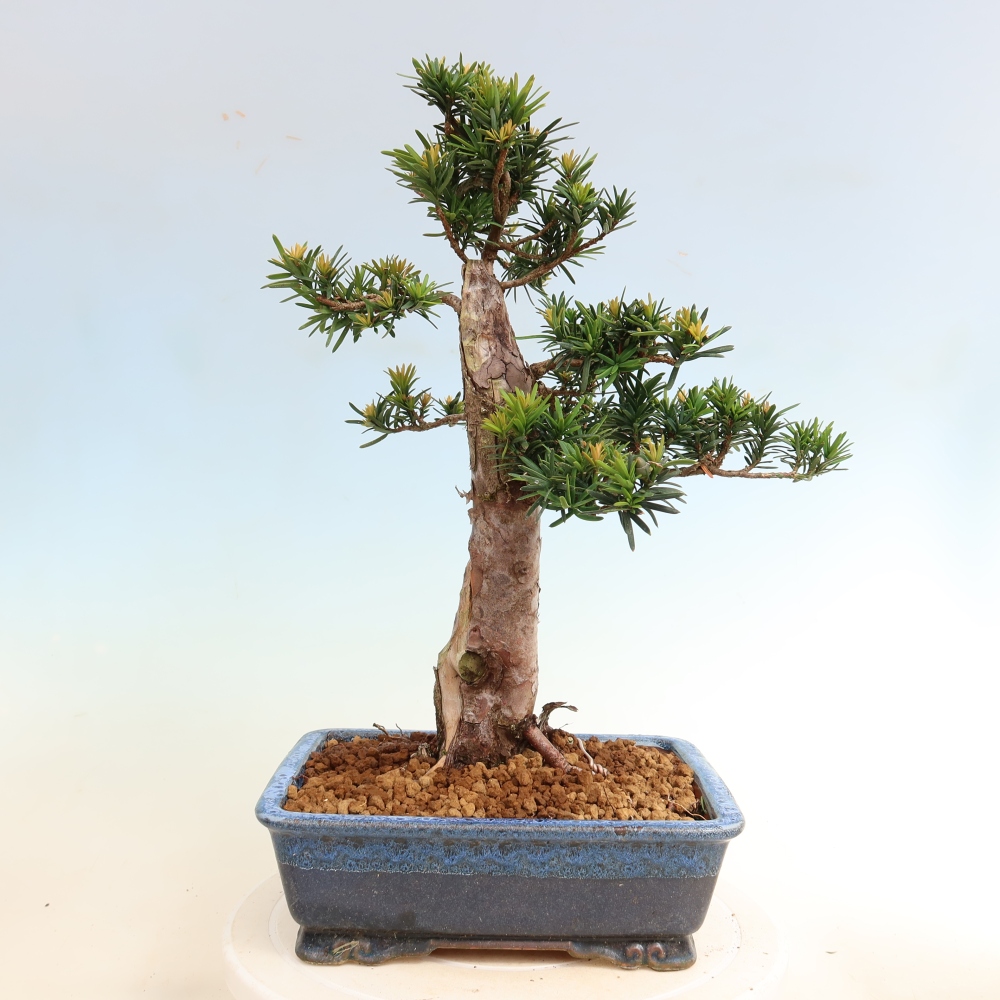 Kültéri bonsai - Taxus cuspidata - japán tiszafa