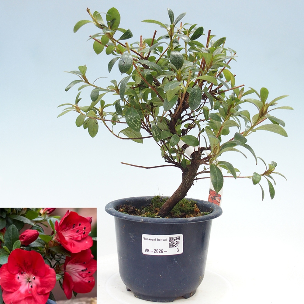 Kültéri bonsai - Japán azálea - Azalea Benibeni