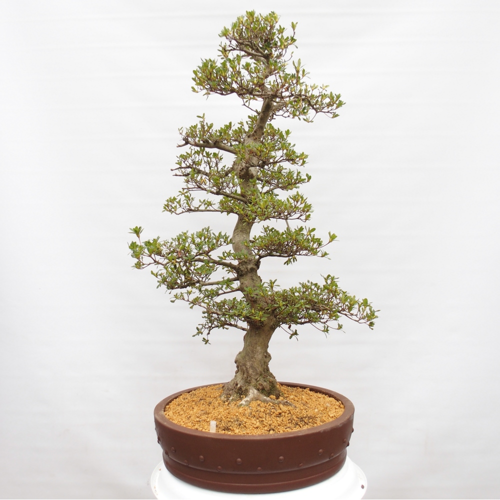 Kültéri bonsai - Japán azálea - Azalea Ai-no-Tsuki