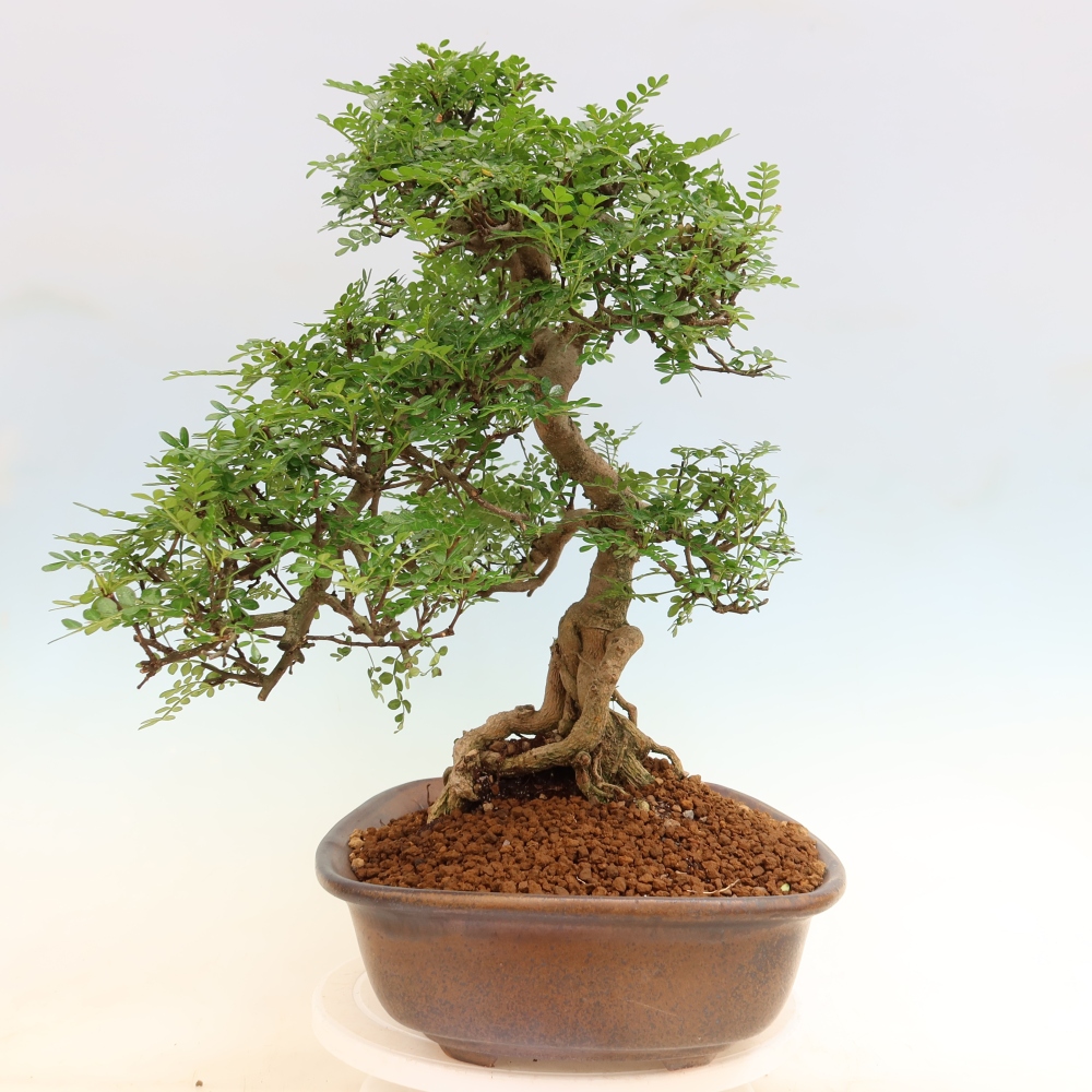 Szobai bonsai - Zantoxylum piperitum - borsfa