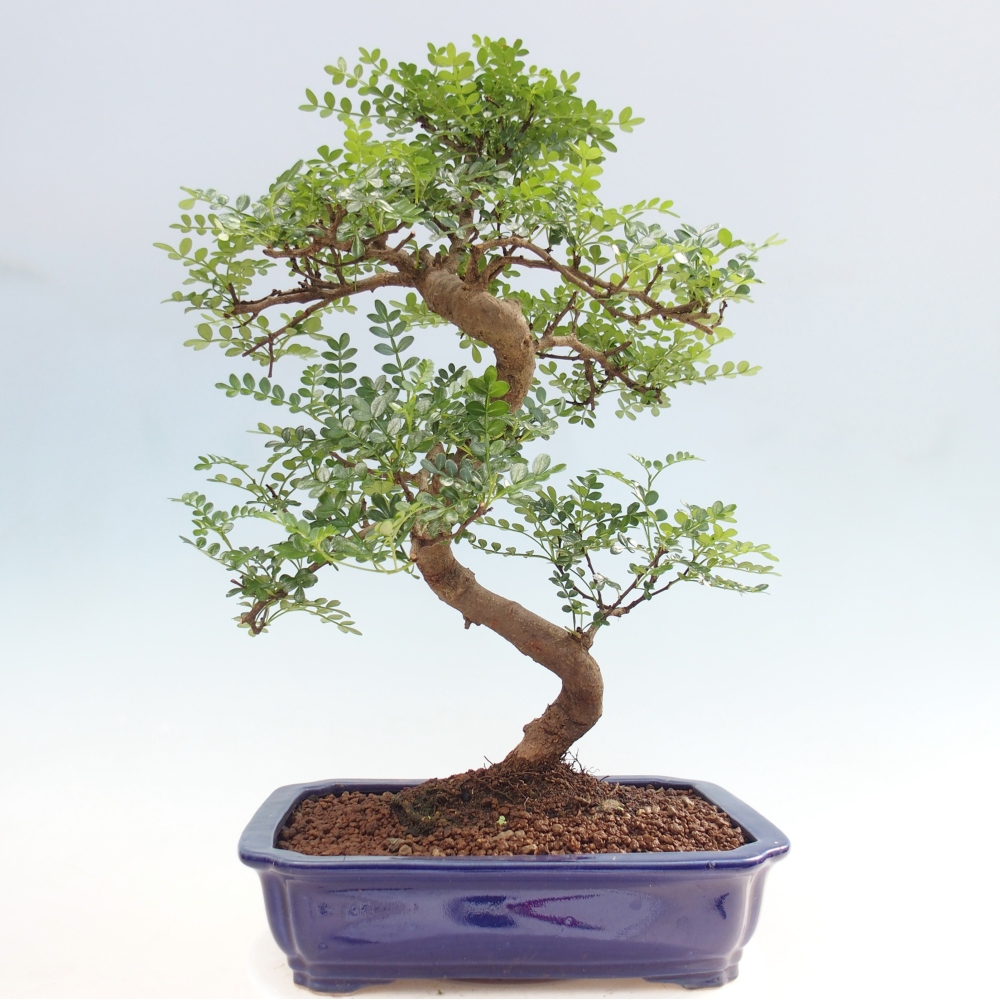 Szobai bonsai - Zantoxylum piperitum - borsfa