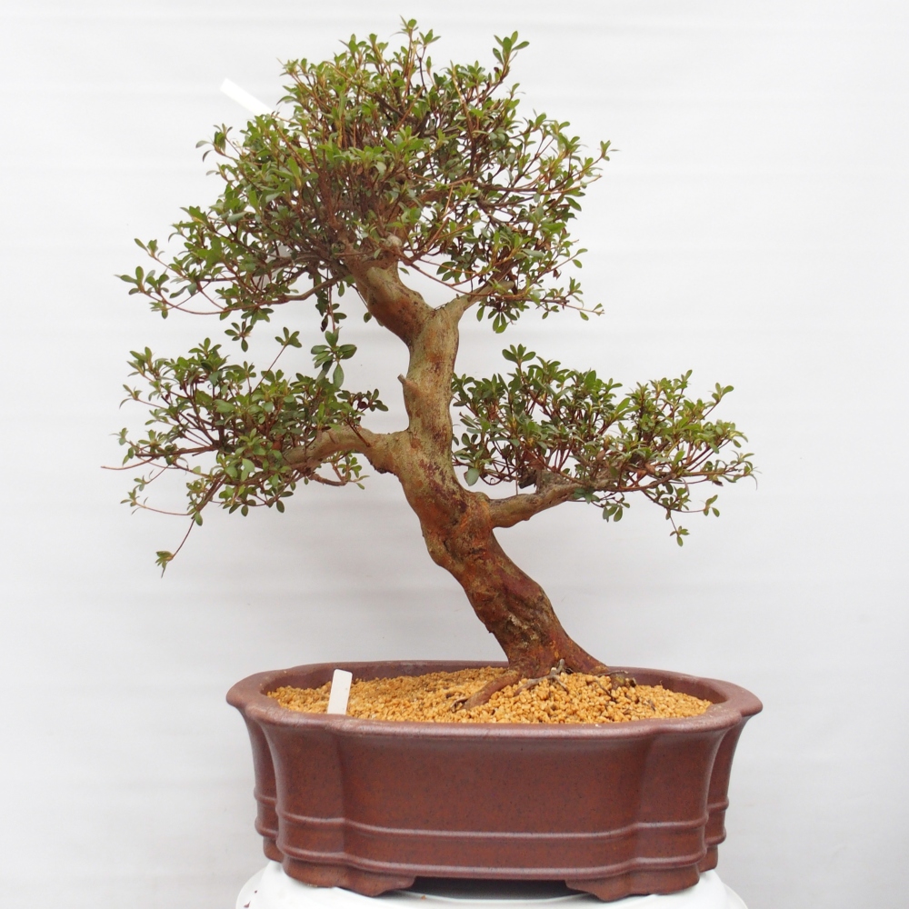 Kültéri bonsai - Japán azálea - Azalea Miyabihime