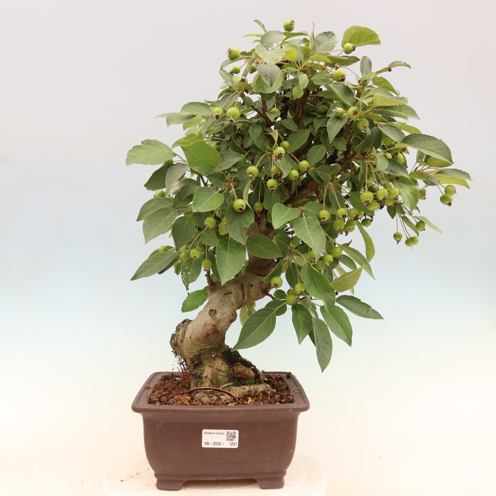 Kültéri bonsai -Malus halliana - Kis gyümölcsű almafa