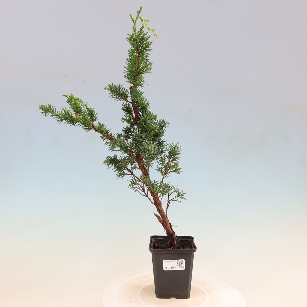 Kültéri bonsai - Juniperus chinensis Kishu