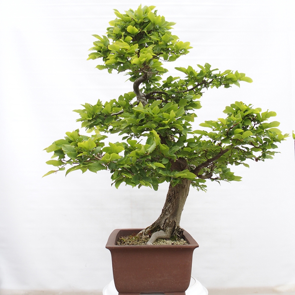 Kültéri bonsai - gyertyán - Carpinus betulus