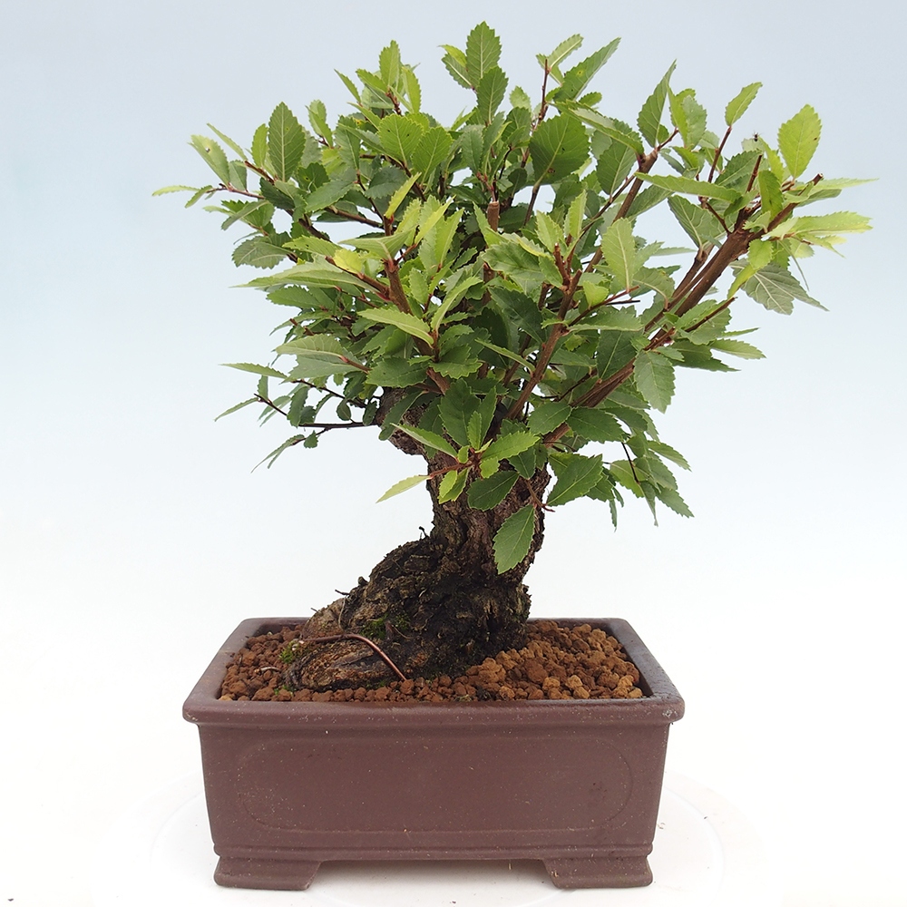 Kültéri bonsai - Zelkova - Zelkova NIRE