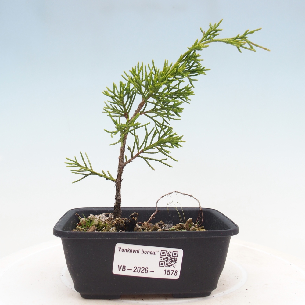 Kültéri bonsai - Juniperus chinensis Itoigawa
