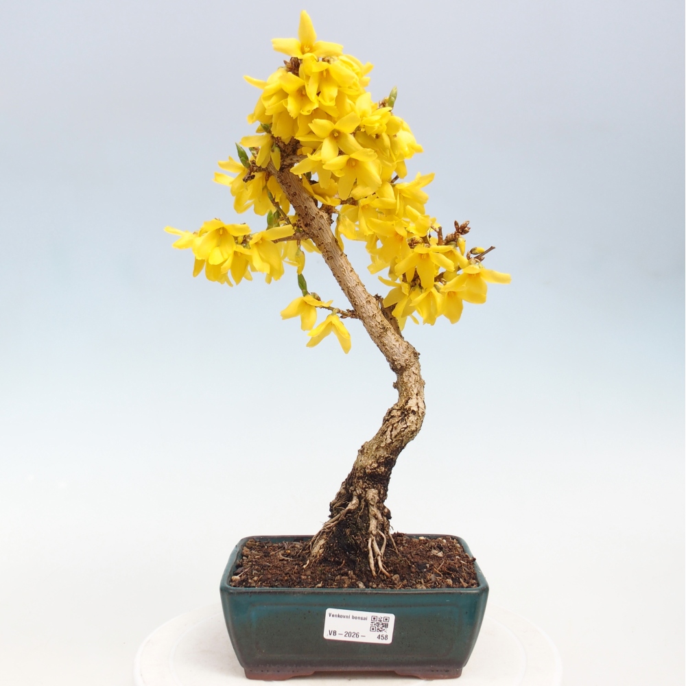 Kültéri bonsai - Zlatice - Forsythia intermedia