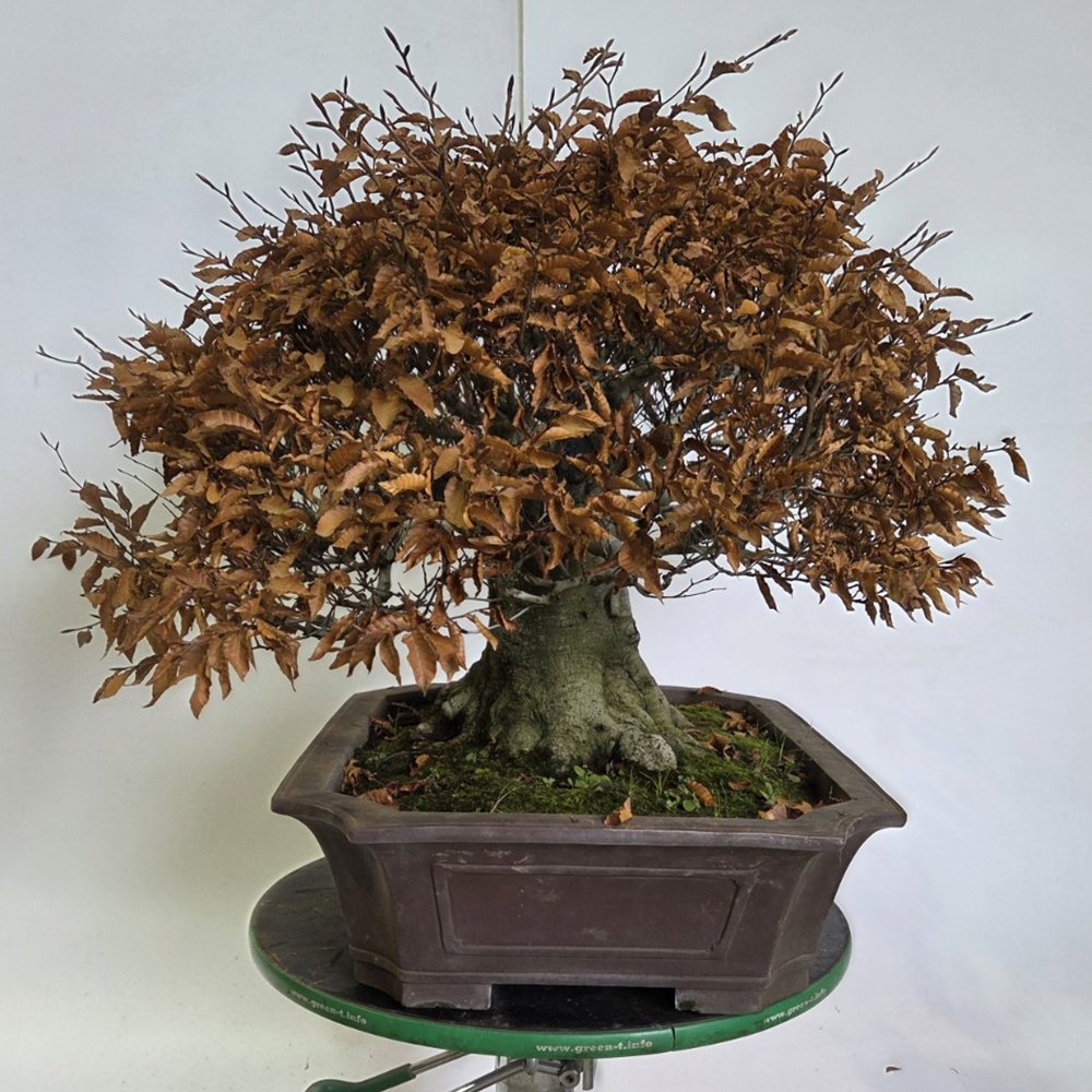 Kültéri bonsai - Fagus crenata