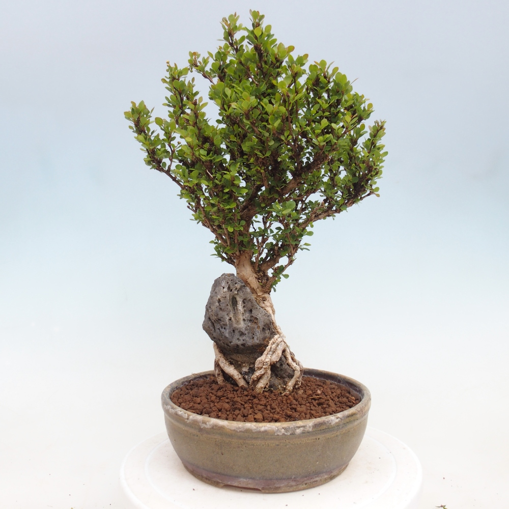 Kültéri bonsai - Berberis coreana
