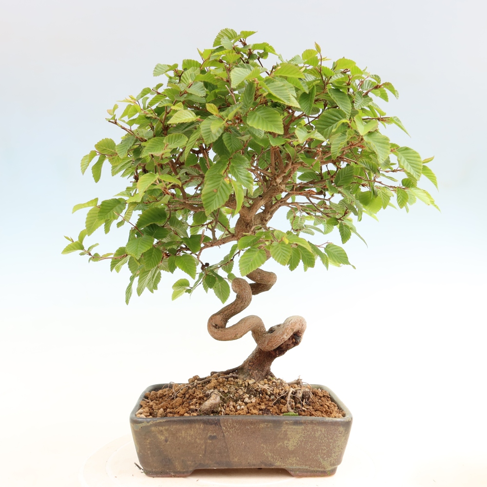 Kültéri bonsai -Carpinus Coreana - Koreai gyertyánfa