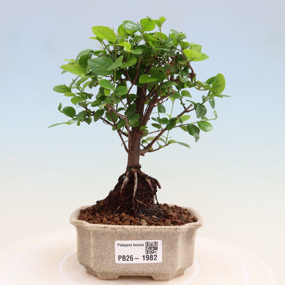 Szobai bonsai - Sageretia thea - Sageretia thea