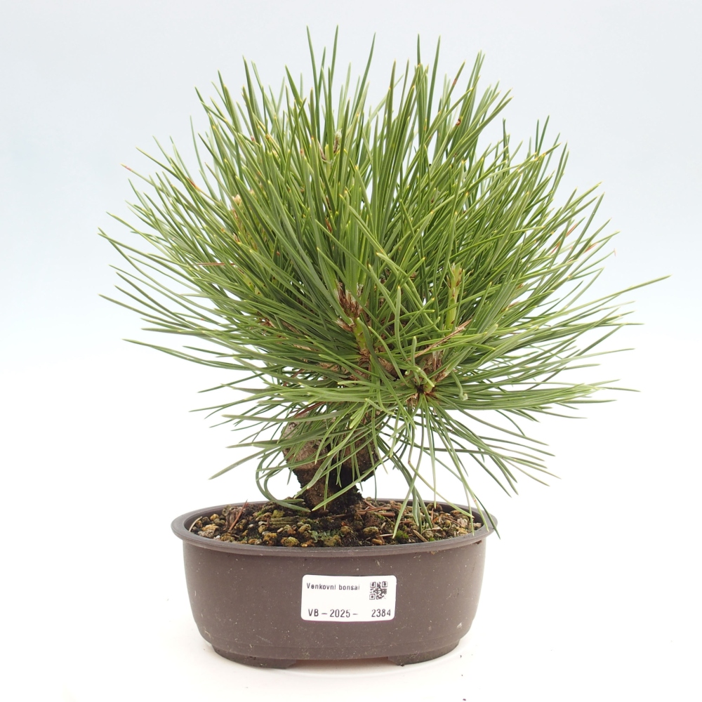 Kültéri bonsai - Pinus thunbergii - Thunberg fenyő