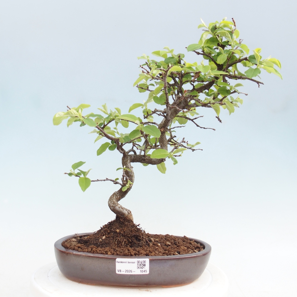 Kültéri bonsai - Chaneomeles chinensis