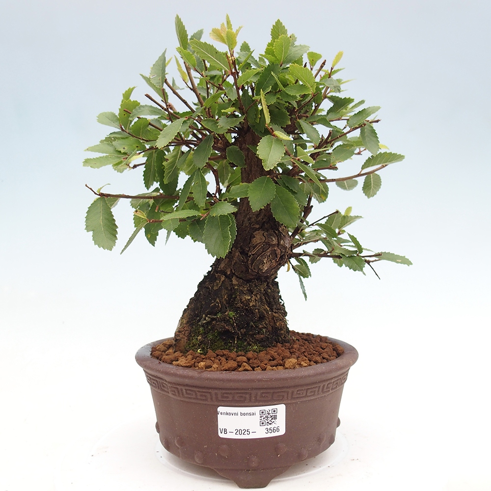 Kültéri bonsai - Zelkova - Zelkova NIRE