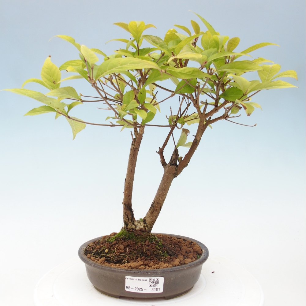 Kültéri bonsai - Callicarpa japonica