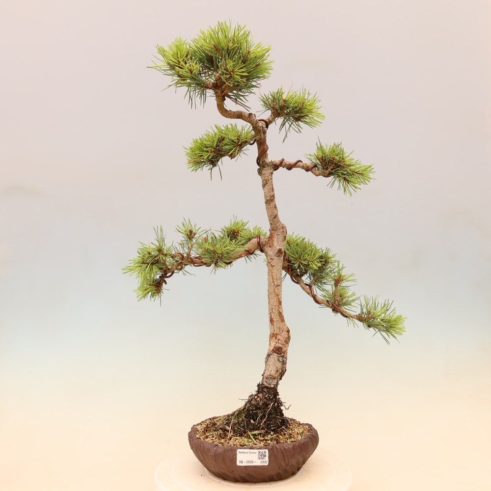 Kültéri bonsai - Pinus Sylvestris Watererri - erdeifenyő