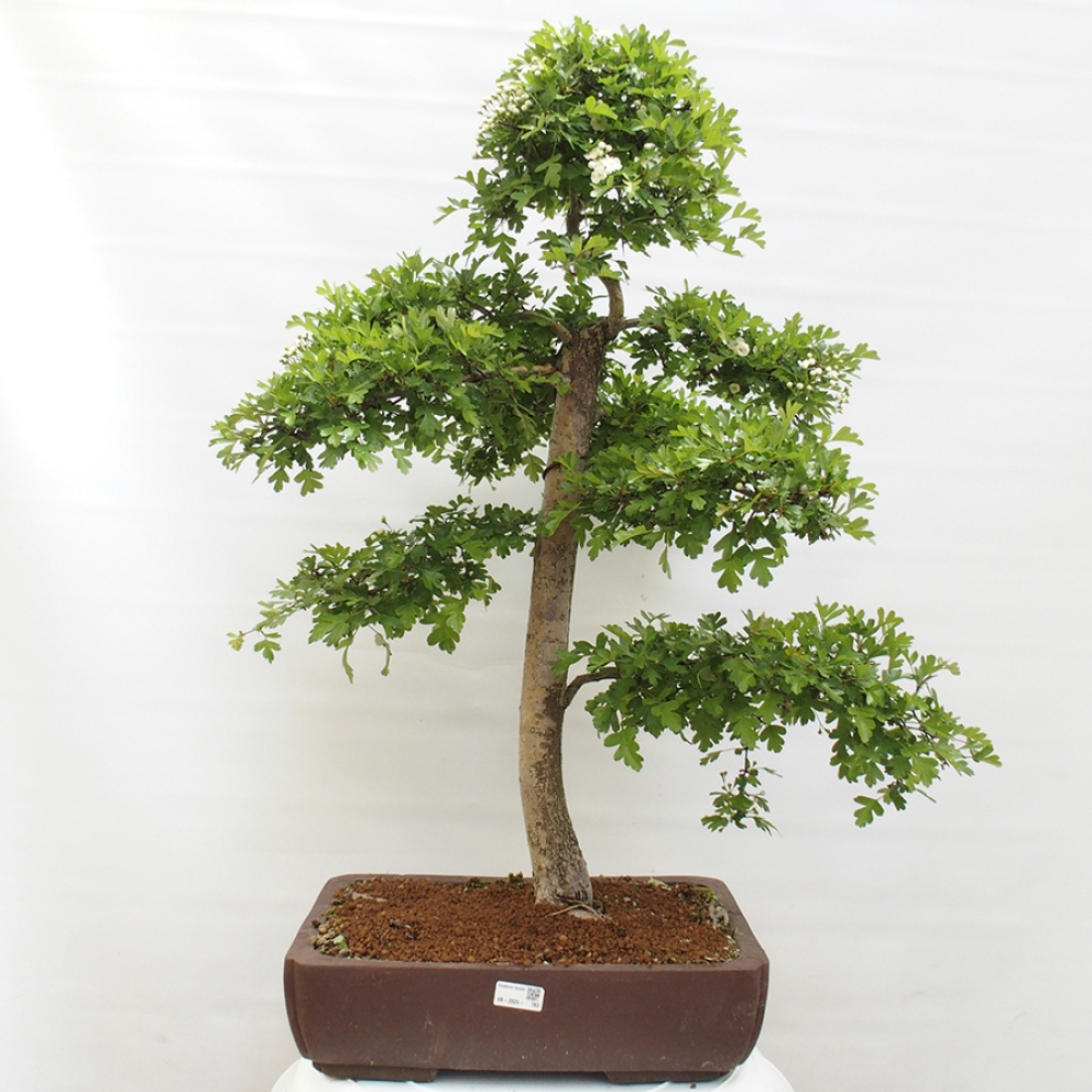 Kültéri bonsai - Galagonya - Crataegus monogyna