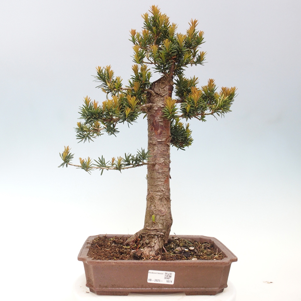 Kültéri bonsai - Taxus cuspidata - japán tiszafa
