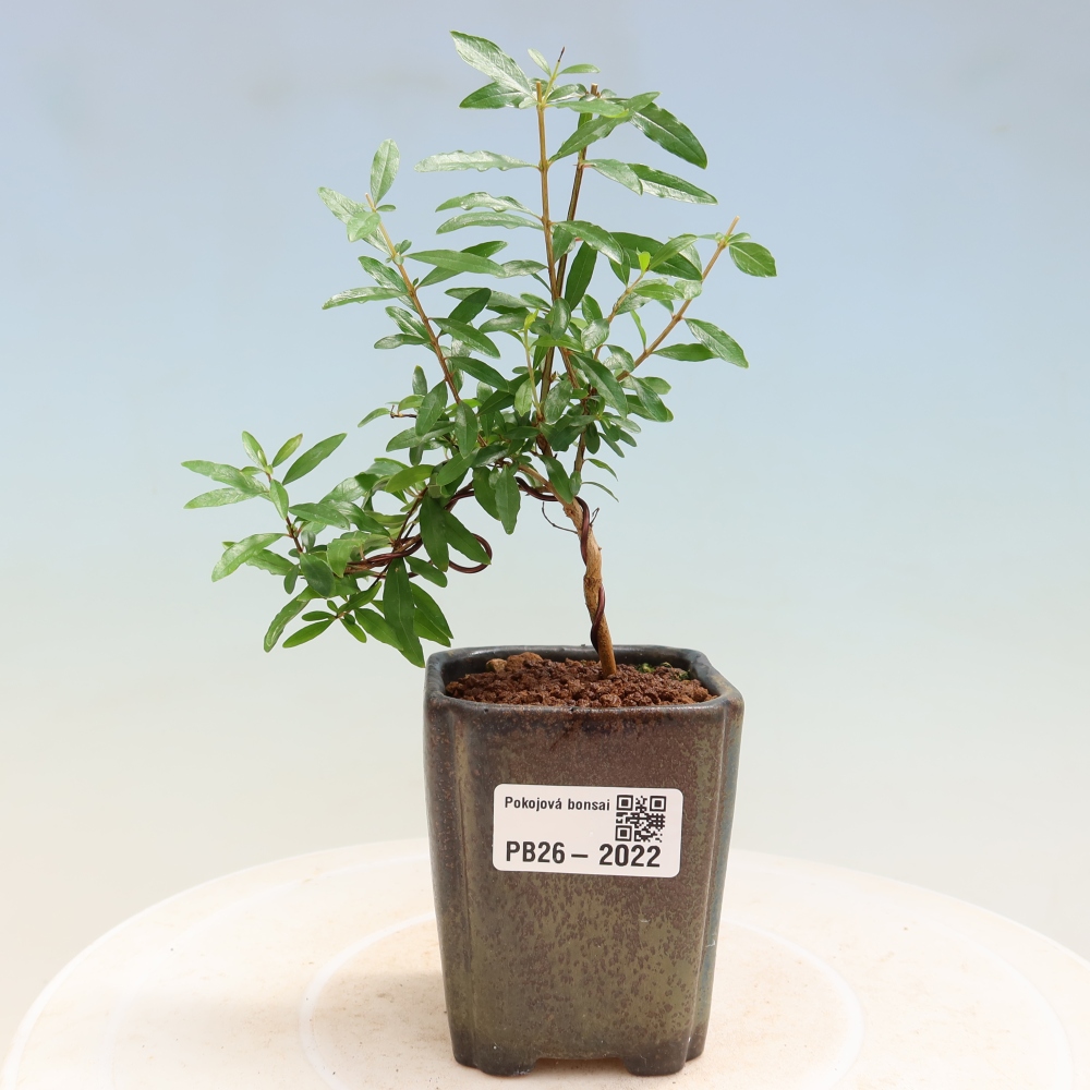 Szobai bonsai-PUNICA granatum nana-gránátalma