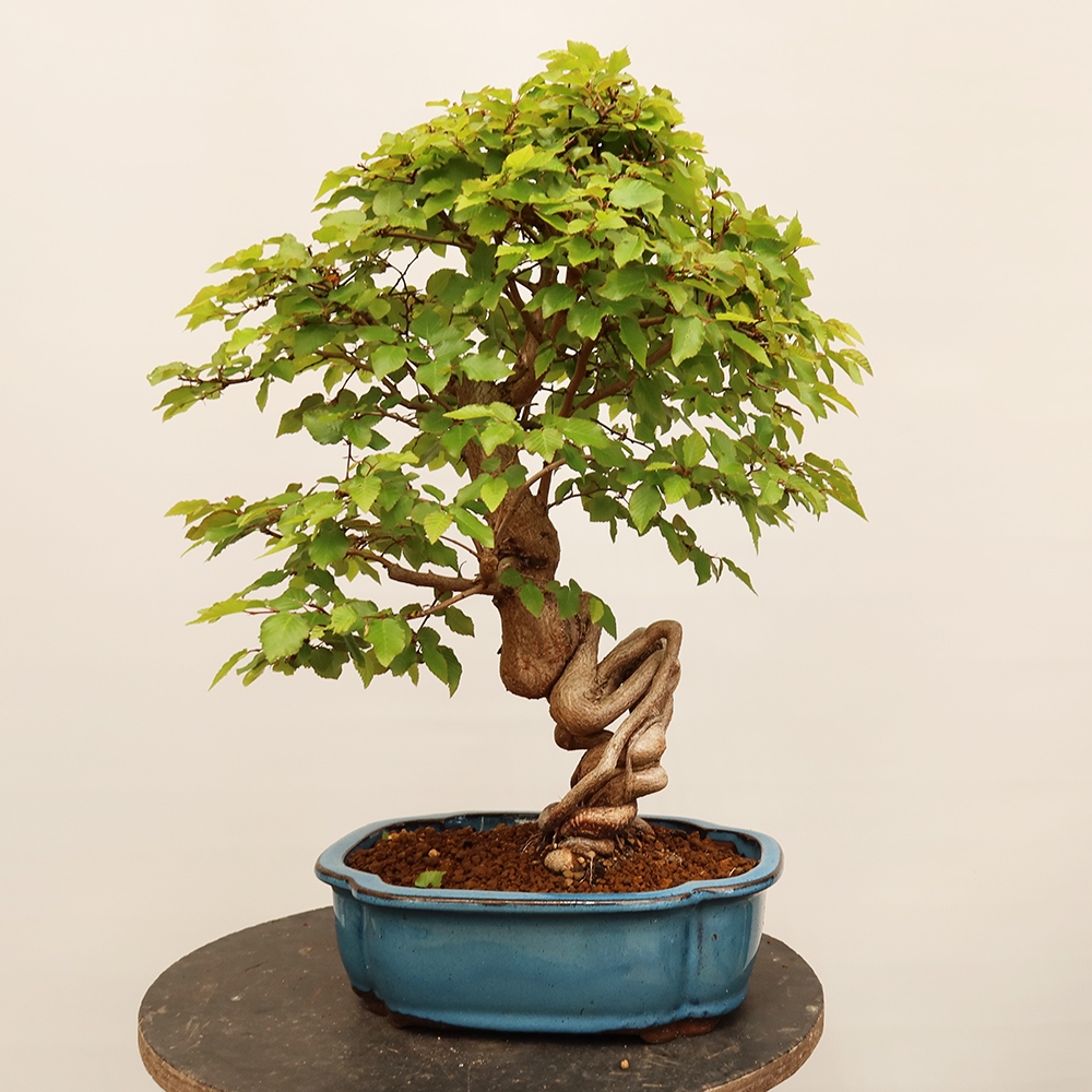Kültéri bonsai -Carpinus Coreana - Koreai gyertyánfa