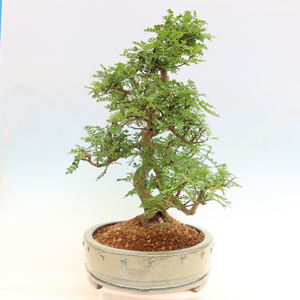 Szobai bonsai - Zantoxylum piperitum - borsfa