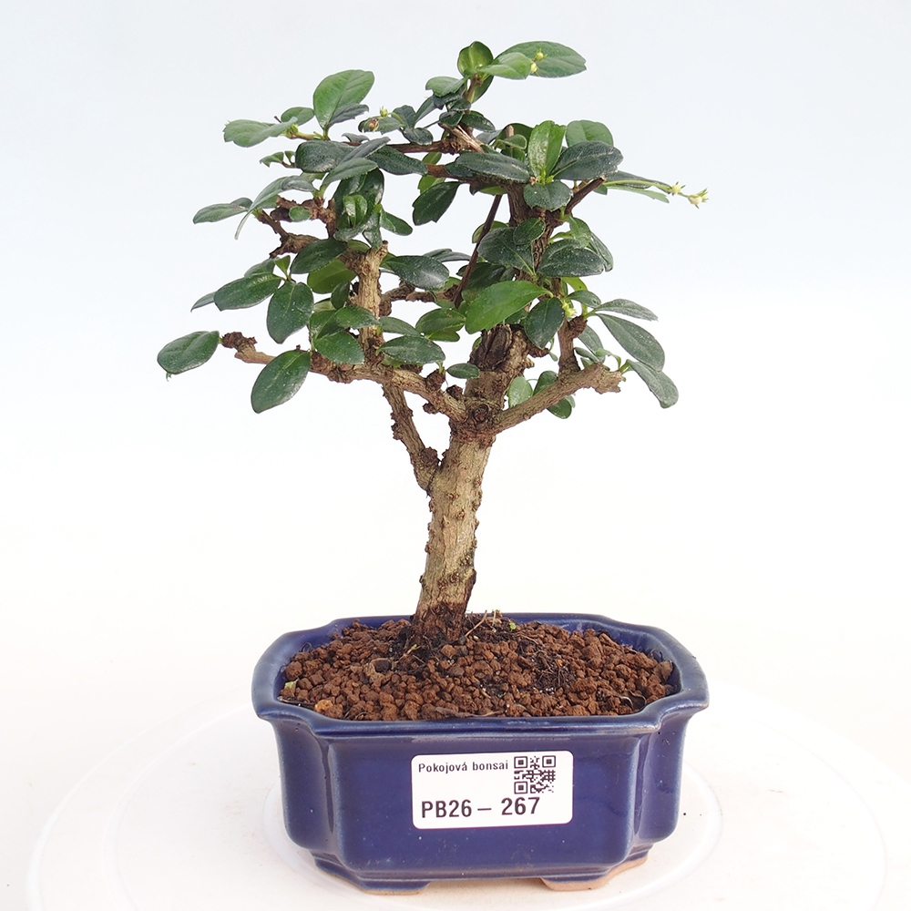 Szobai bonsai - Carmona macrophylla - Tea fuki