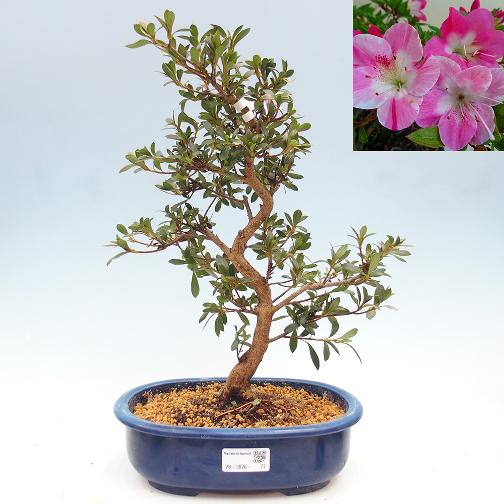 Kültéri bonsai - Japán azálea - Azalea Reiko