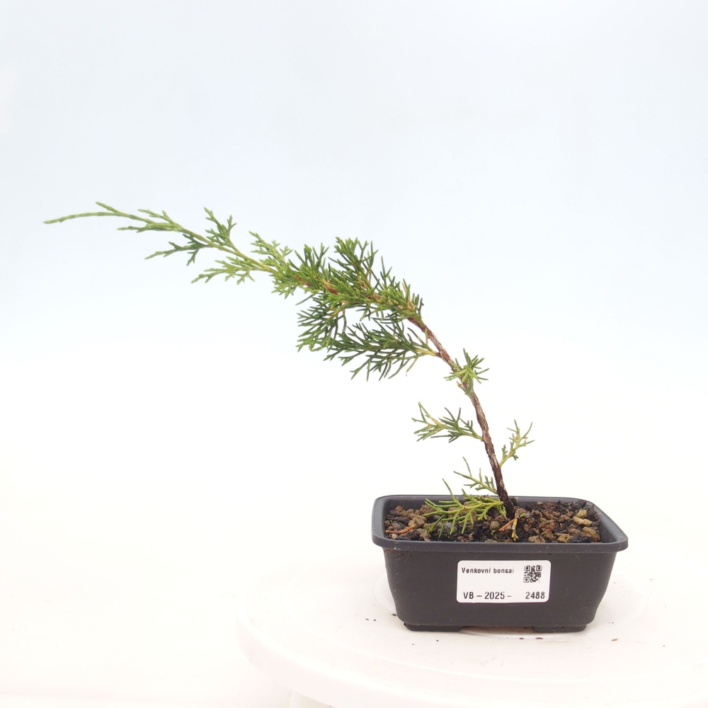 Kültéri bonsai - Juniperus chinensis Itoigawa