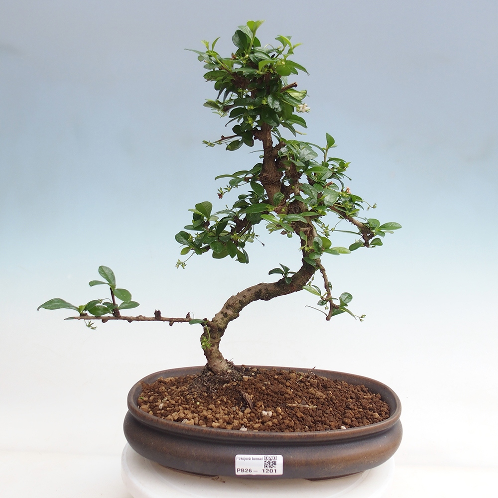 Szobai bonsai - Carmona macrophylla - Tea fuki