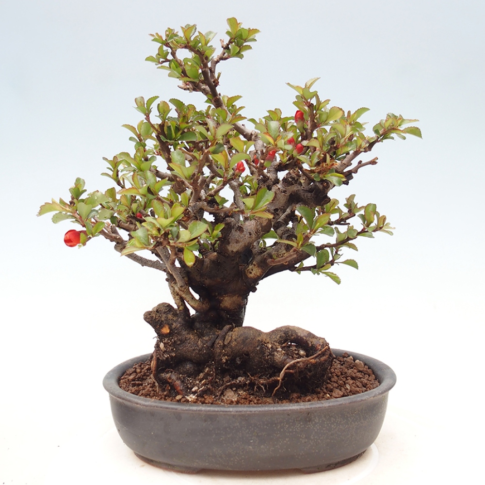 Kültéri bonsai - Chaneomeles speciosa - birs