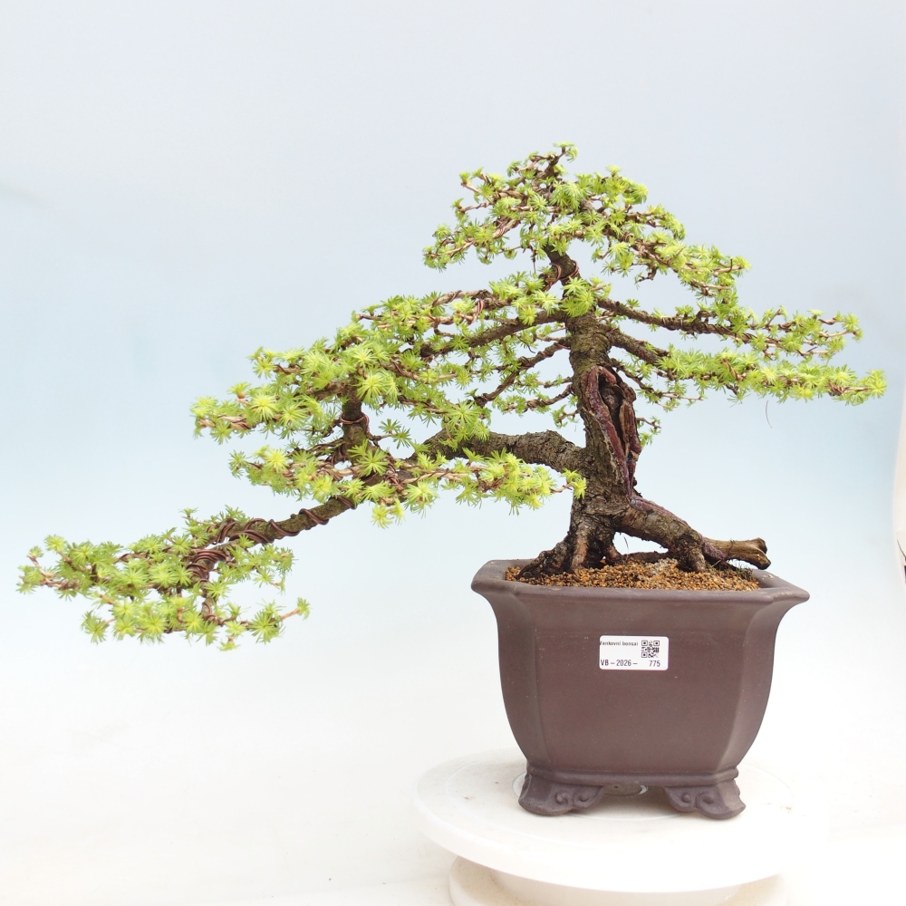 Kültéri bonsai - Larix decidua - vörösfenyő