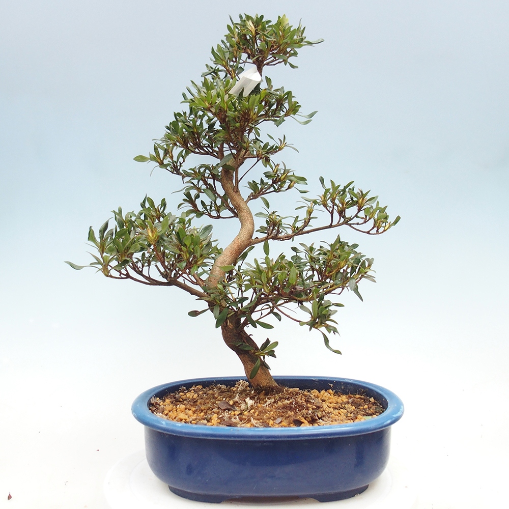 Kültéri bonsai - japán azálea - Azálea CHIHIRO