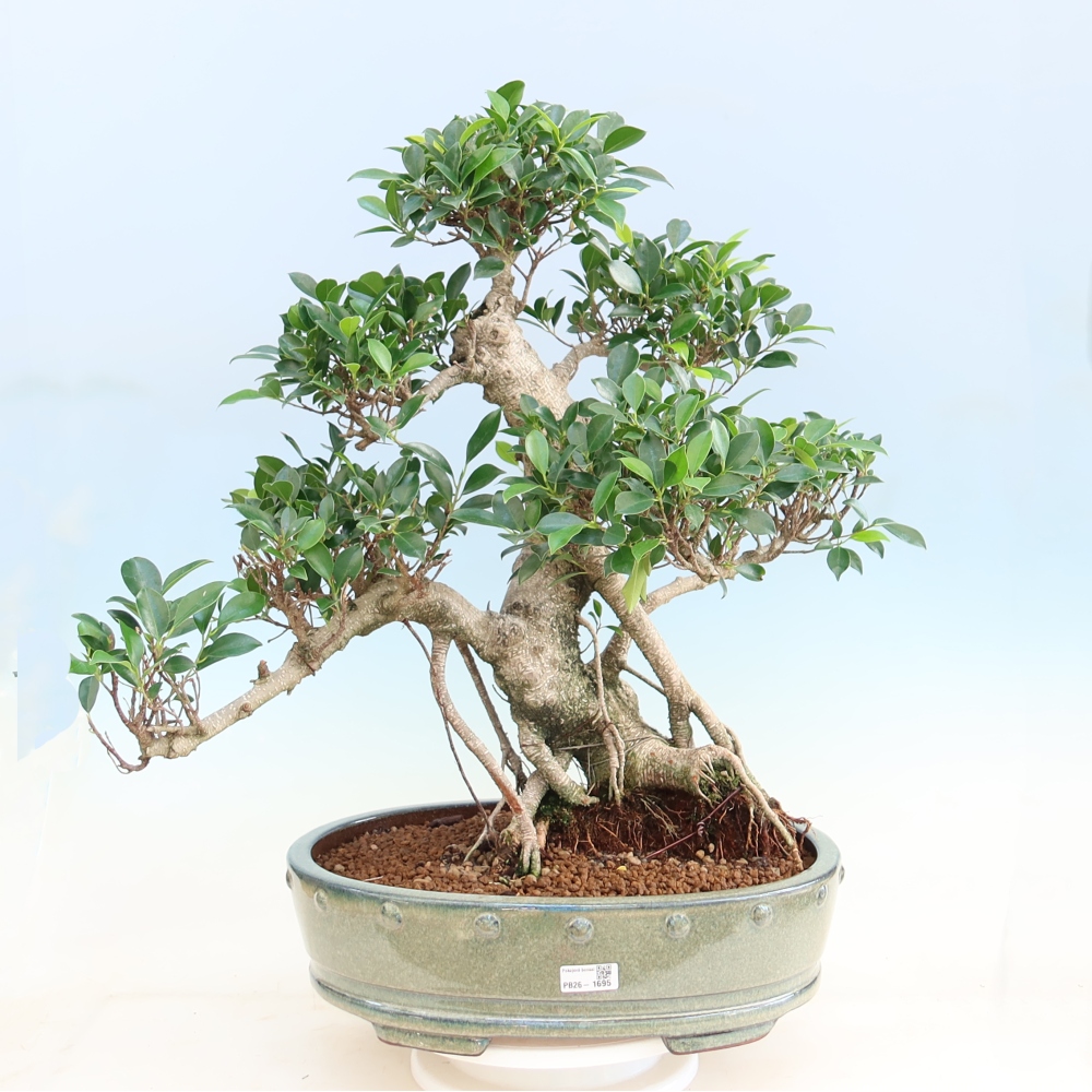 Szobai bonsai - Ficus kimmen - kislevelű fikusz