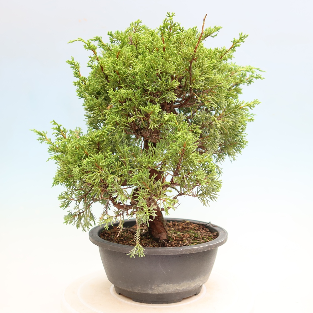 Kültéri bonsai - Juniperus chinensis Itoigawa-Juniperus chinensis