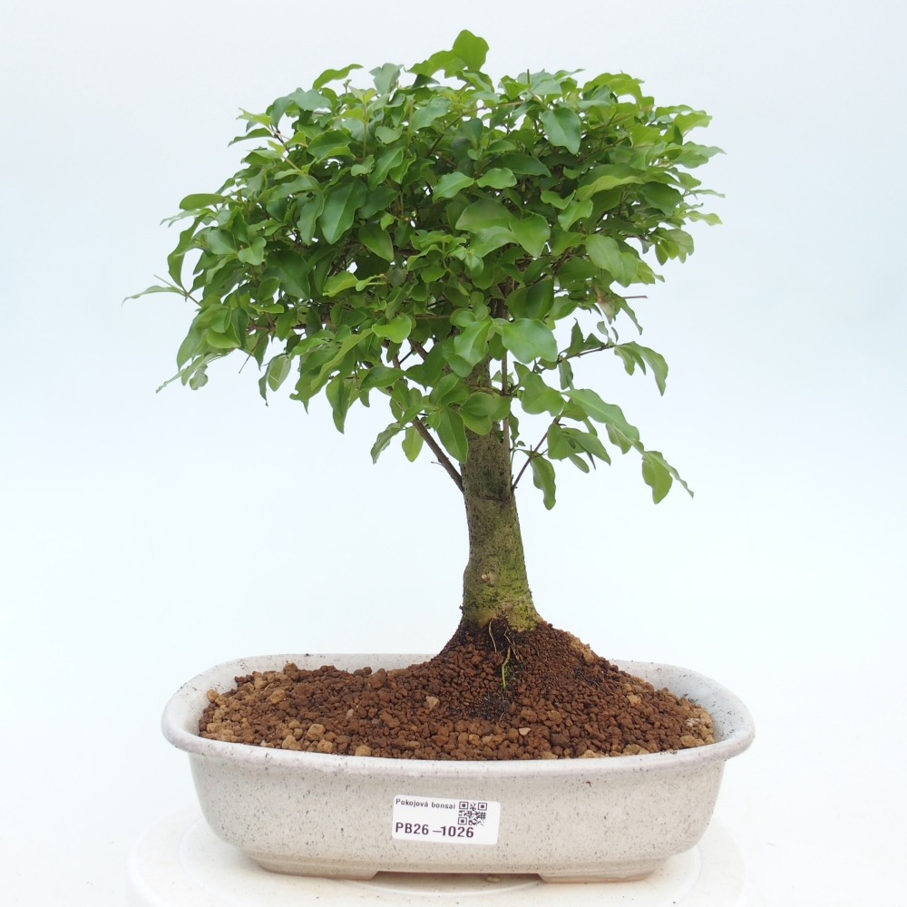 Szobai bonsai -Ligustrum chinensis - Madárcsőr
